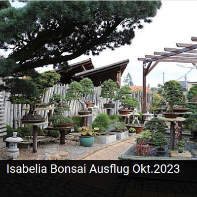 Ausflug Isabelia Bonsai Oktober 2023